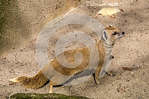 Yellow mongoose, Cynictis penicillata is agile carnivores and are still looking for food