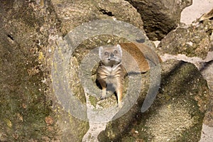 Yellow mongoose, Cynictis penicillata is agile carnivores and are still looking for food