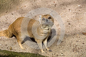 Yellow mongoose, Cynictis penicillata is agile carnivores and are still looking for food