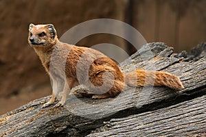 Yellow mongoose (Cynictis penicillata) photo