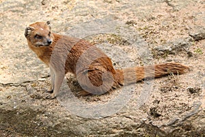 Yellow mongoose (Cynictis penicillata)