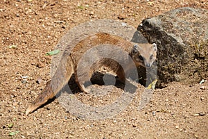 Yellow mongoose (Cynictis penicillata) photo