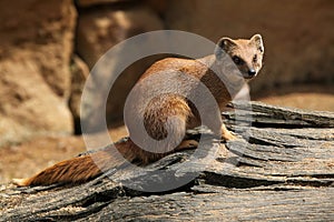 Yellow mongoose (Cynictis penicillata) photo