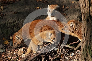 Yellow mongoose (Cynictis penicillata) with a baby. photo