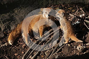 Yellow mongoose (Cynictis penicillata). photo