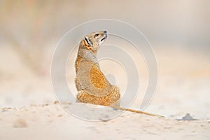 Yellow Mongoose, Cynictis penicillata, sitting in sand with green vegetation. Wildlife from Africa. Cute mammal with long tail.