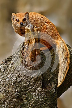 Yellow Mongoose, Cynictis penicillata, sitting on the tree trunk. Yellow Mongoose in the nature habitat. Yellow Mongoose with long photo