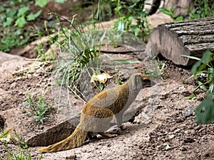 Yellow mongoose, Cynictis penicillata, is a very agile African beast, living in earth burrows