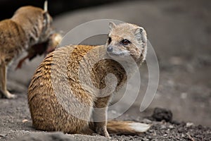Yellow mongoose (Cynictis penicillata). photo