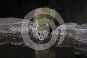 Yellow Mongoose drinks water from a waterhole in Kalahari desert