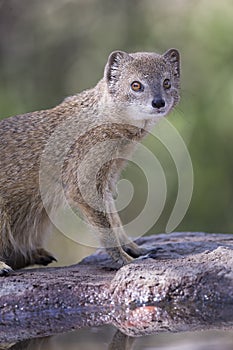 Yellow Mongoose drinks water from a waterhole in Kalahari desert