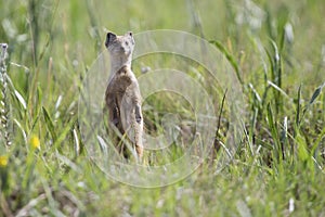 Yellow Mongoose hunting for prey on green grass