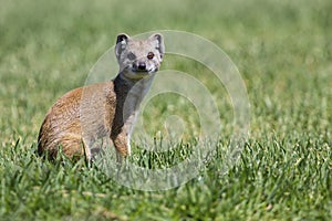 Yellow Mongoose hunting for prey on short green grass