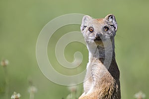 Yellow Mongoose hunting for prey on short green grass