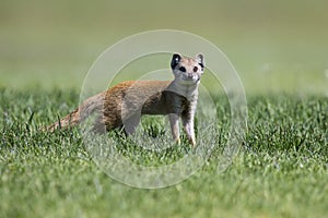 Yellow Mongoose hunting for prey on short green grass