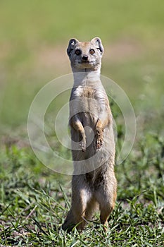 Yellow Mongoose hunting for prey on short green grass