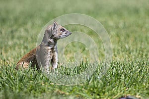 Yellow Mongoose hunting for prey on short green grass