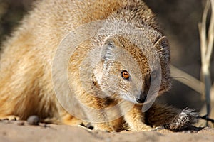 Yellow mongoose, Kalahari desert