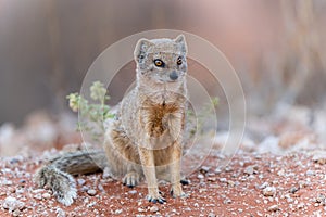 The yellow mongoose in the Kalahari in South Africa