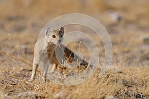 Yellow mongoose is looking, etosha nationalpark, namibia