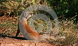 Yellow mongoose looking up