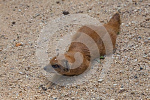 Yellow mongoose lurking in the sand