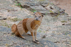 Yellow mongoose lurking on the stone