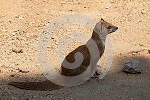 Yellow mongoose lurking at sunset