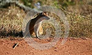 A yellow mongoose / meerkat