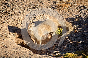 Yellow Mongoose near Hole