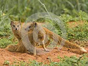 Yellow mongoose pair