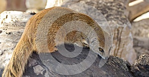 Yellow Mongoose portrait