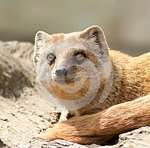 Yellow Mongoose portrait