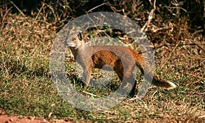 Yellow mongoose portrait