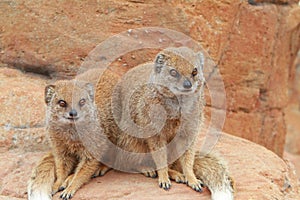 Yellow mongoose