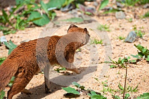Yellow mongoose small terrestrial carnivorous mammal steals