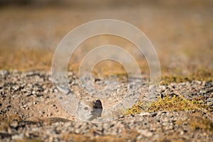 Yellow Mongoose sticking head out