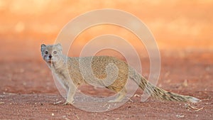 Yellow mongoose at sunset, Kalahari Desert, Namibia