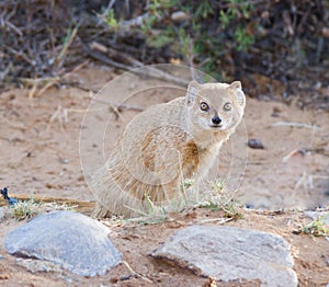 Yellow mongoose at a waterhole