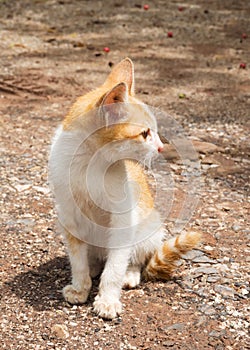 Yellow mongrel cat sitting on ground. Looking foward action. photo
