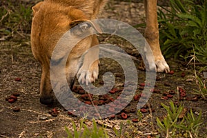 Yellow mongrel stray dog eating