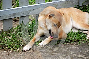 Yellow mongrel stray dog scratching licking