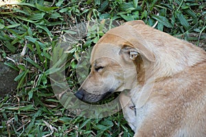 Yellow mongrel stray dog sleeping