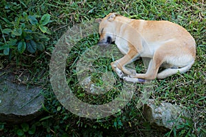 Yellow mongrel stray dog sleeping