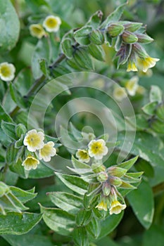 Yellow Monks-wort Nonea lutea yellow flowering plant