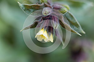 Yellow monkswort Nonea lutea