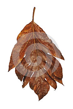 Yellow monstera leaves on white background