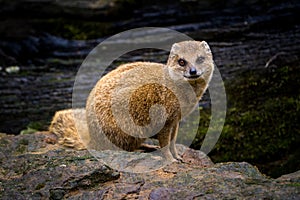 yellow moongose portrait in nature park