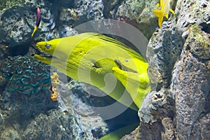 Yellow moray fish in coral reef