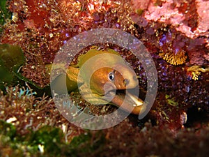 Yellow moray in purple coral